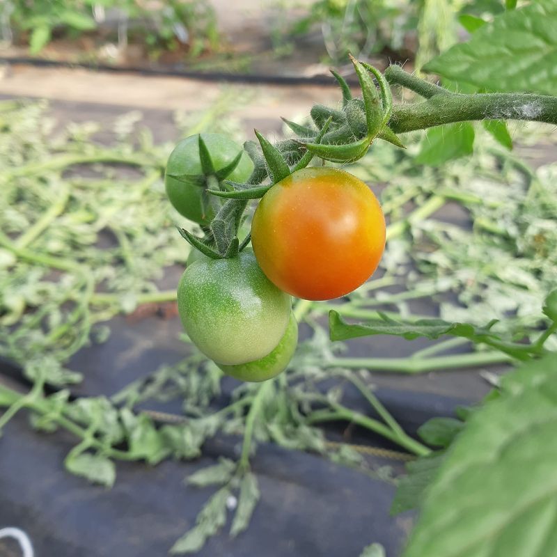 Photo of three small tomatoes ripening on the vine at Montgomery's Inn