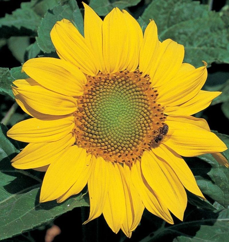 Photo of a sunflower